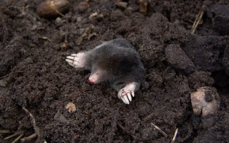 A European mole digging up through rich soil, showcasing its claws and fur in a natural setting.
