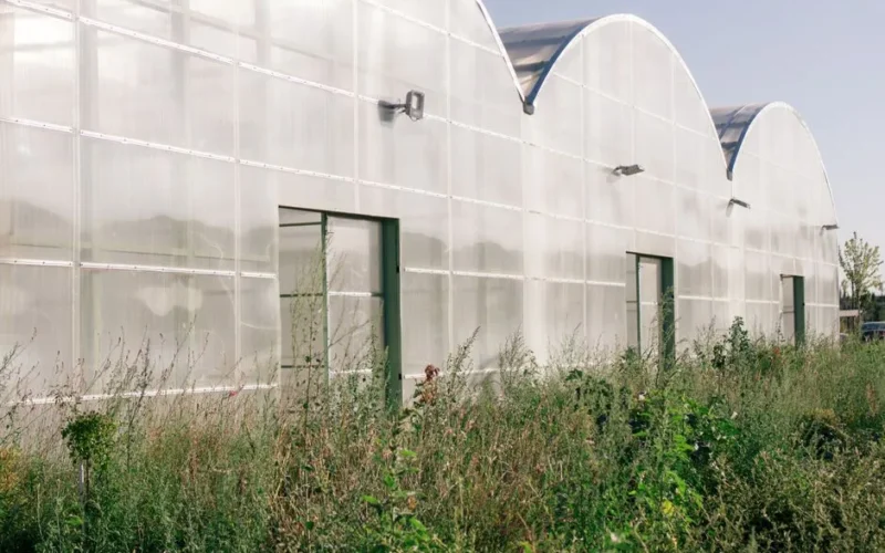 A modern greenhouse with translucent walls, surrounded by wild vegetation.