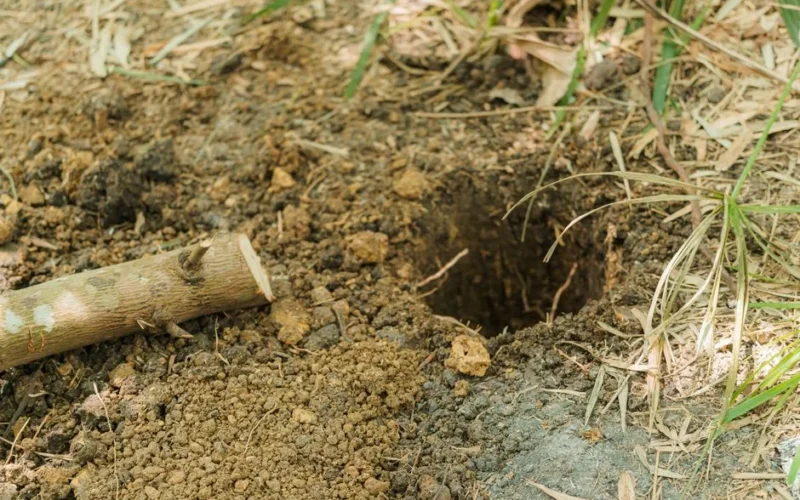 Image of a freshly dug hole in garden soil surrounded by grass and a small stick nearby.