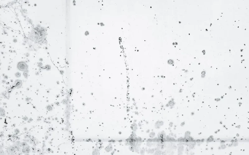Intricate pattern of black mold spores on a white background, showcasing decay and organic growth.