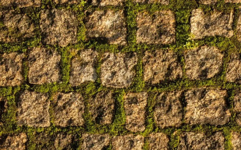 Close-up of a textured stone pathway with vibrant green moss between the slabs.