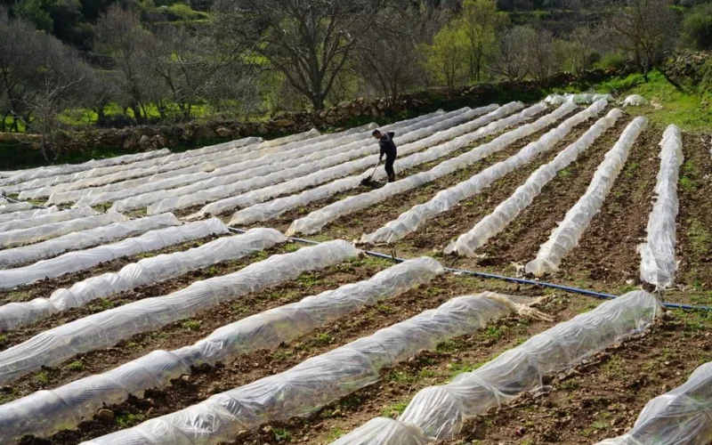 A farmer tending to crops under plastic covers on a sunny day in a rural setting.