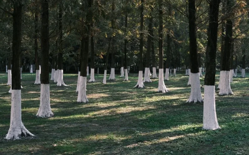 Sunlit forest with tree trunks painted white, creating a serene and artistic woodland scene.