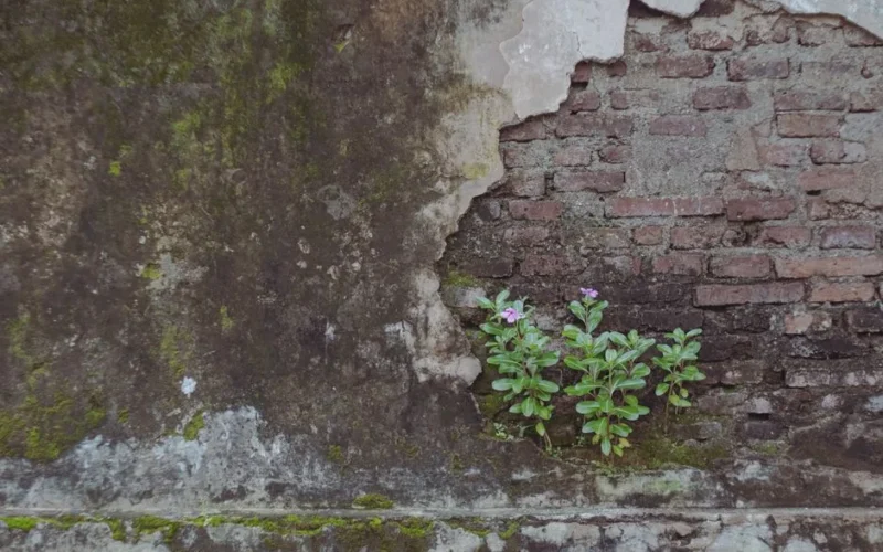 Aged brick wall with flourishing green plants emerging from cracks, showcasing resilience.