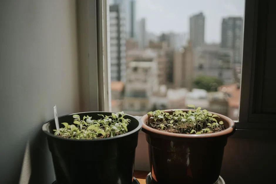 Two potted plants on a windowsill with a blurred cityscape in the background, capturing urban gardening.