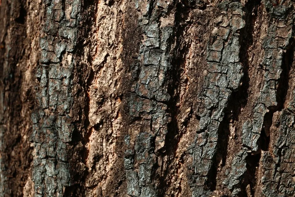 Detailed close-up of a tree bark texture showcasing natural patterns and roughness.