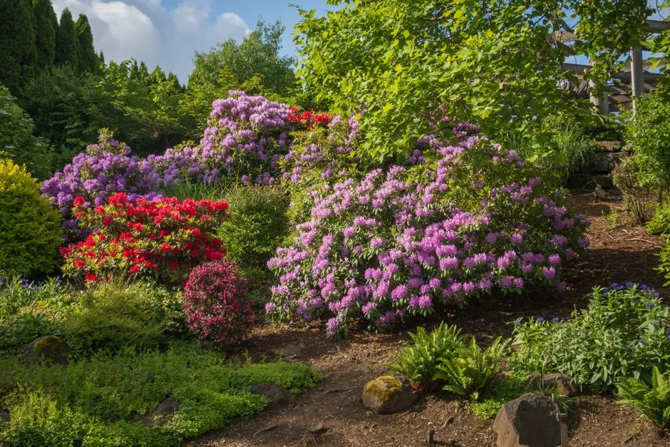 Jaki nawóz do rododendronów wybrać, by kwitły całe lato? Ranking 5 najlepszych