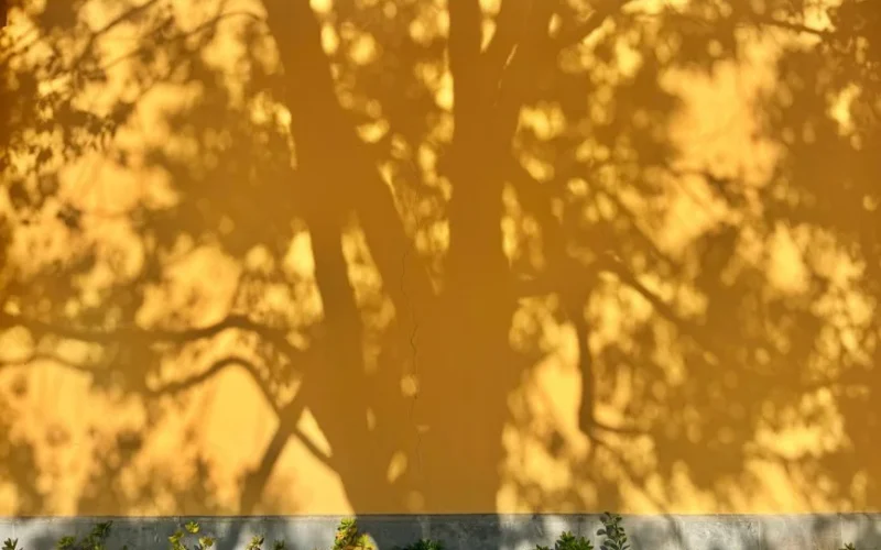 Artistic tree shadow on a yellow wall with sunlight highlighting leaves and branches.
