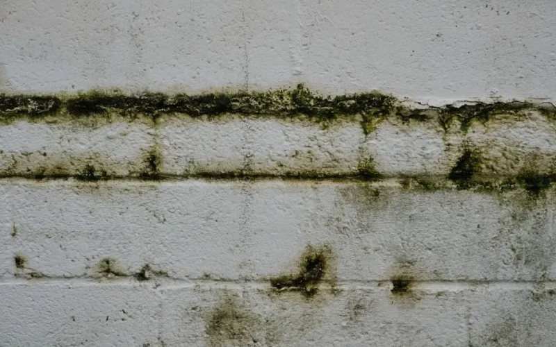 Close-up of an aged mossy brick wall in Greystoke, England.