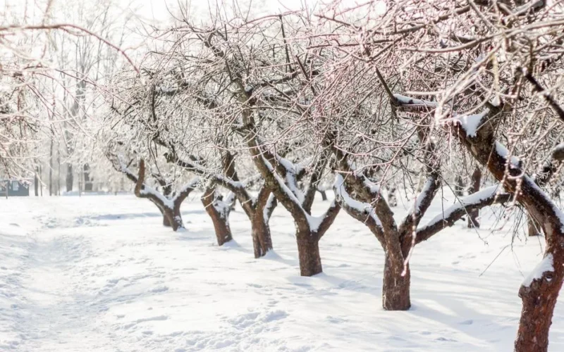 A picturesque snowy orchard with rows of leafless trees in winter.