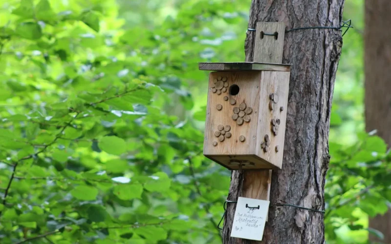 nestbox, bird house, bird box, park, natura, outside outdoors, lato
