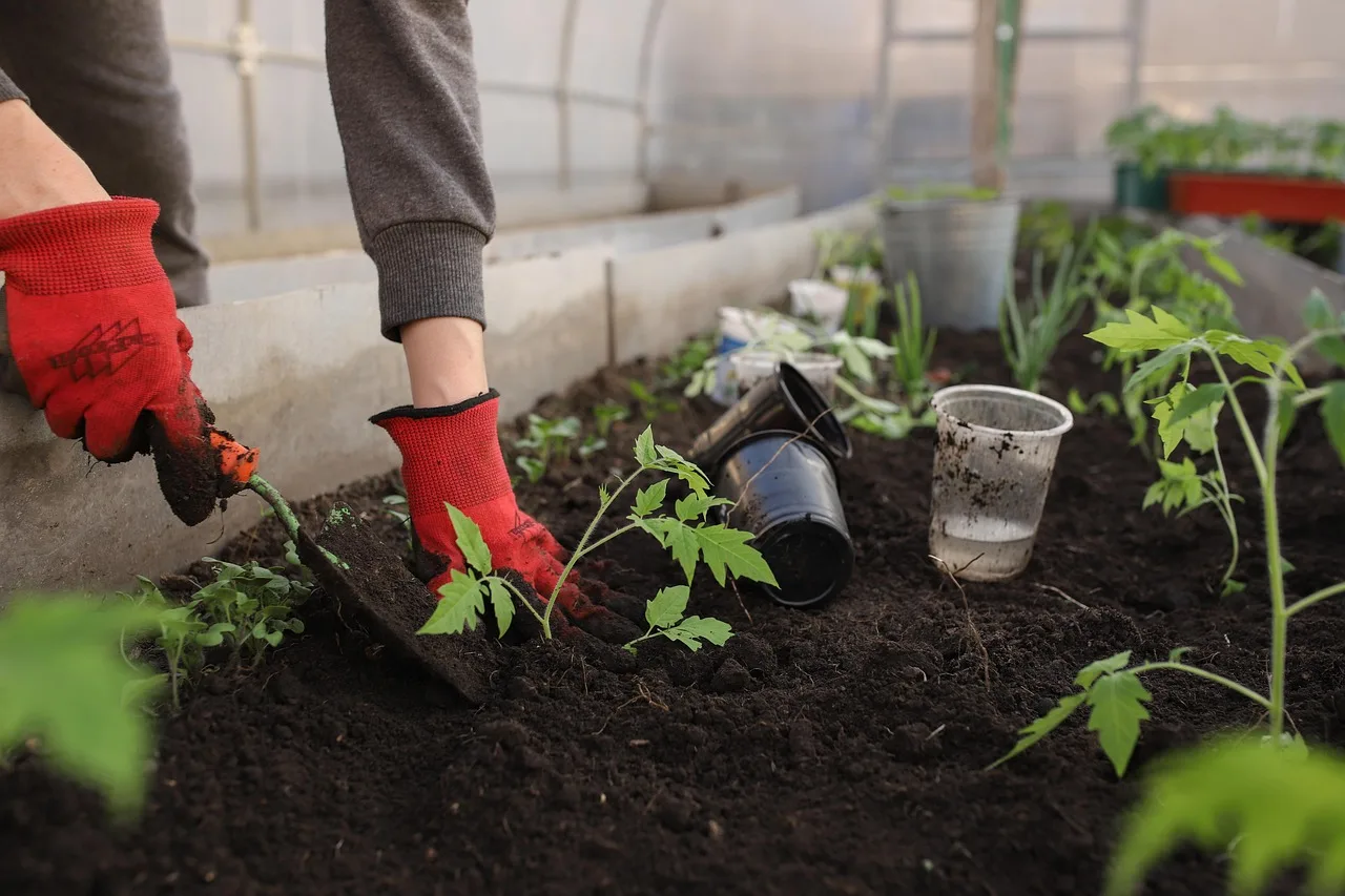 szklarnia, planting, wiosna, natura, łóżka, kobieta, dziewczynka, seedlings, kwiat tło, tomatoes, rośliny, piękne kwiaty, peppers, tapeta kwiatowa, garnki, ziemia, czarnoziem, garden, vegetable garden, shovel, flowers, vegetables, fruits, dom, young, nudny